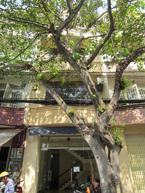 Cho thuê villa MT đường Hoa Phượng, quận Phú Nhuận. Diện tích: 8x16m