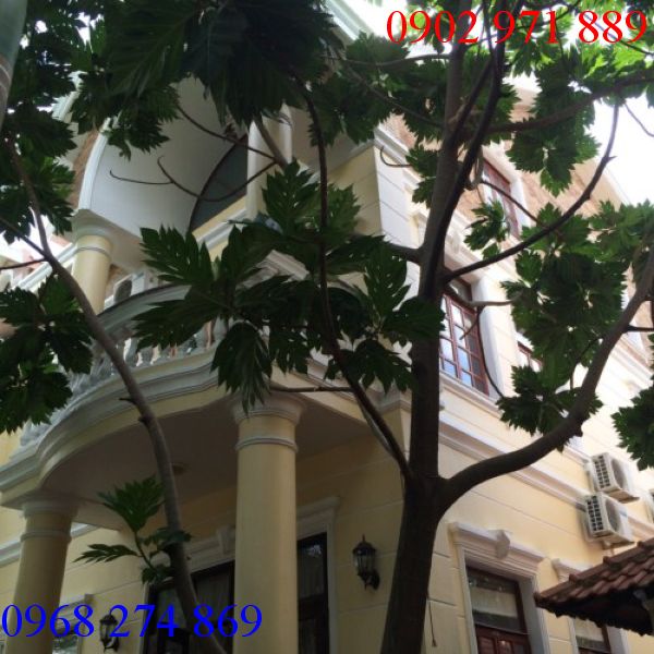 Cho thuê nhà tại đường Nguyễn Quý Đức, phường An Phú, quận 2 TP. HCM với giá 29 triệu/tháng