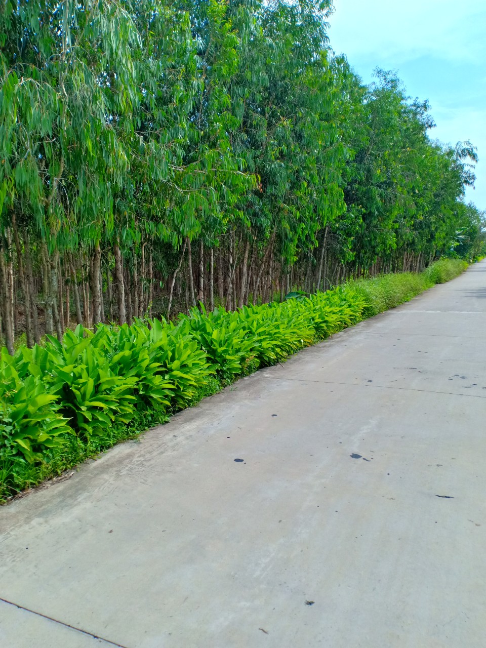 Đất rừng U Minh Cà Mau - DT:70000m2; Đã có trồng tràm nhiều tuổi.