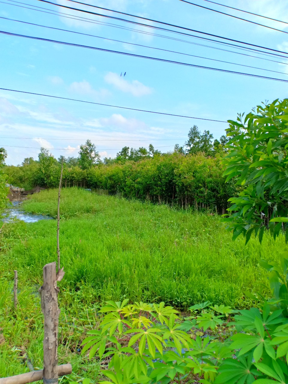 Đất rừng U Minh Cà Mau - DT:70000m2; Đã có trồng tràm nhiều tuổi.
