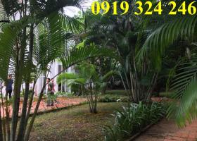 Cho thuê villa Thảo Điền, 1000m2, sân vườn, hồ bơi, giá 94.5 triệu/th 1376442