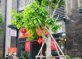 Cho thuê Shophouse Q7 Riverside 70m2 chỉ 25 triệu 2102004